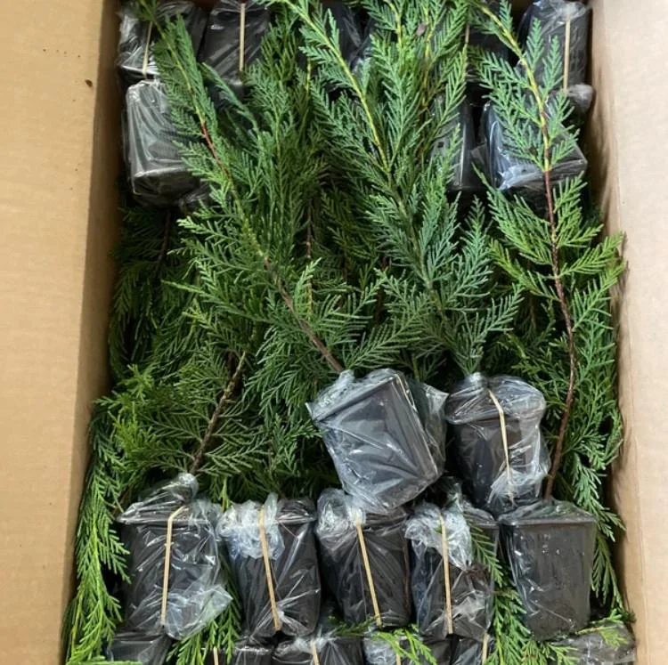 Set of 10 Leyland Cypress Live Trees - 6-12" Tall, 3" Pot - Evergreen Privacy Plant Set of 10 Leyland Cypress Live Trees - 6-12" Tall, 3" Pot - Evergreen Privacy Plant - Image 7
