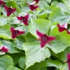 Set of 10 Red Trillium Bulbs - Trillium erectum Woodland Wildflower - Image 1