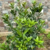 Set of 2 Bay Laurel Live Plants - Laurus nobilis - 4-6 inch Tall - Culinary Herb - Image 1