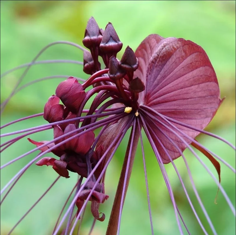 Set of 2 Black Bat Flower Live Starter Plants - Tacca Chantrieri - 3-5 Inch Tall Set of 2 Black Bat Flower Live Starter Plants - Tacca Chantrieri - 3-5 Inch Tall - Image 2