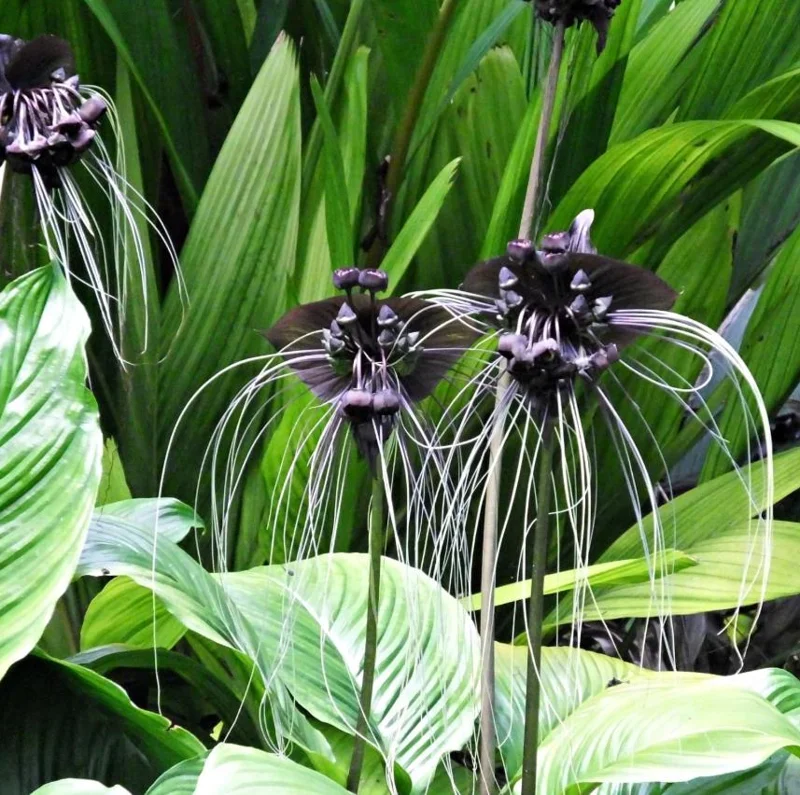 Set of 2 Black Bat Flower Live Starter Plants - Tacca Chantrieri - 3-5 Inch Tall Set of 2 Black Bat Flower Live Starter Plants - Tacca Chantrieri - 3-5 Inch Tall - Image 3