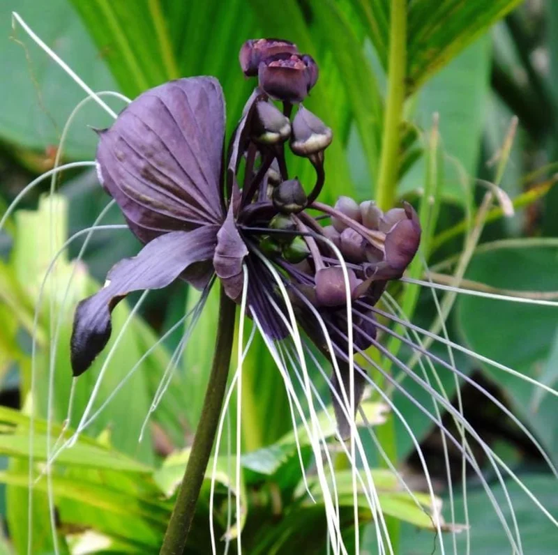 Set of 2 Black Bat Flower Live Starter Plants - Tacca Chantrieri - 3-5 Inch Tall Set of 2 Black Bat Flower Live Starter Plants - Tacca Chantrieri - 3-5 Inch Tall - Image 4