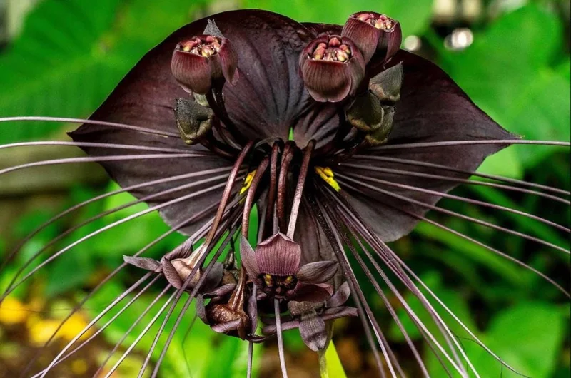 Set of 2 Black Bat Flower Live Starter Plants - Tacca Chantrieri - 3-5 Inch Tall Set of 2 Black Bat Flower Live Starter Plants - Tacca Chantrieri - 3-5 Inch Tall - Image 5
