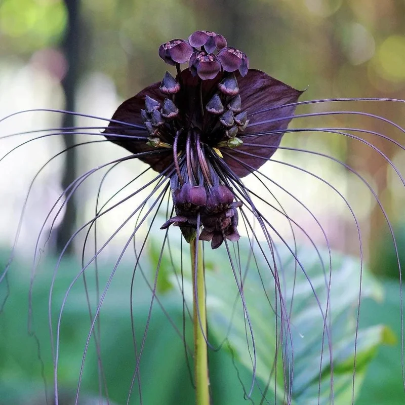 Set of 2 Black Bat Flower Live Starter Plants - Tacca Chantrieri - 3-5 Inch Tall Set of 2 Black Bat Flower Live Starter Plants - Tacca Chantrieri - 3-5 Inch Tall - Image 7