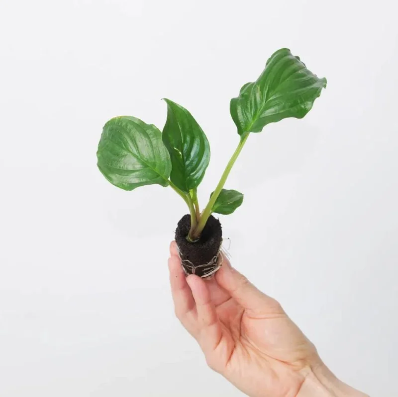 Set of 2 Black Bat Flower Live Starter Plants - Tacca Chantrieri - 3-5 Inch Tall Set of 2 Black Bat Flower Live Starter Plants - Tacca Chantrieri - 3-5 Inch Tall - Image 8