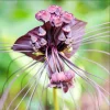 Set of 2 Black Bat Flower Live Starter Plants - Tacca Chantrieri - 3-5 Inch Tall - Image 1