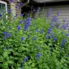 Set of 2 Black & Blue Salvia Plants (Salvia guaranitica) – 4-6” Live Perennial – Pollinator Friendly - Image 1