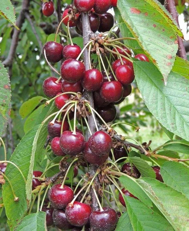 Set of 2 Black Cherry Live Trees – 2-3 Ft Tall Dormant Bare Root Plants, Outdoor Set of 2 Black Cherry Live Trees – 2-3 Ft Tall Dormant Bare Root Plants, Outdoor - Image 10