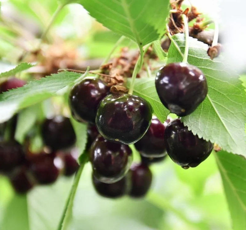 Set of 2 Black Cherry Live Trees – 2-3 Ft Tall Dormant Bare Root Plants, Outdoor Set of 2 Black Cherry Live Trees – 2-3 Ft Tall Dormant Bare Root Plants, Outdoor - Image 3