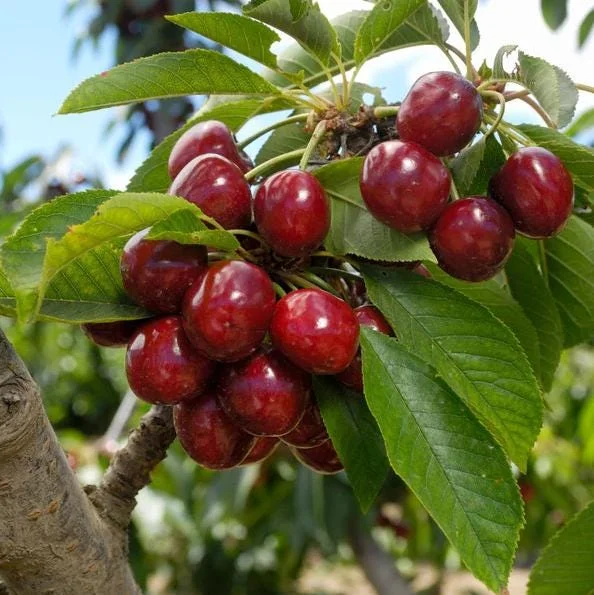 Set of 2 Black Cherry Live Trees – 2-3 Ft Tall Dormant Bare Root Plants, Outdoor Set of 2 Black Cherry Live Trees – 2-3 Ft Tall Dormant Bare Root Plants, Outdoor - Image 6