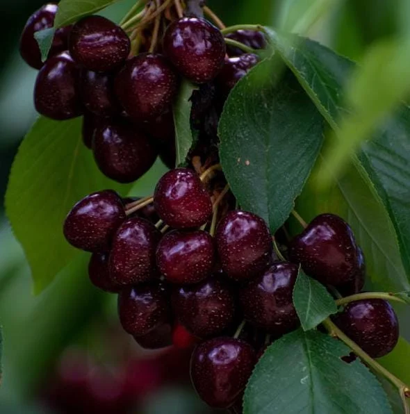 Set of 2 Black Cherry Live Trees – 2-3 Ft Tall Dormant Bare Root Plants, Outdoor Set of 2 Black Cherry Live Trees – 2-3 Ft Tall Dormant Bare Root Plants, Outdoor - Image 7