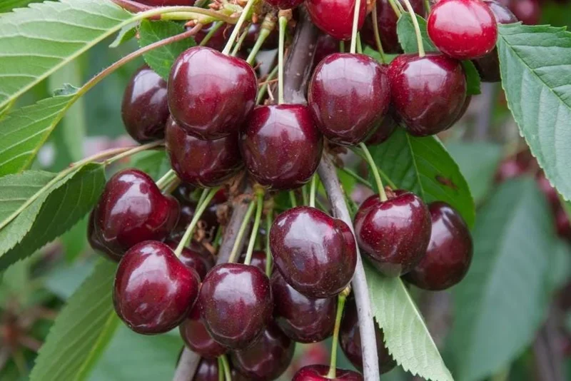 Set of 2 Black Cherry Live Trees – 2-3 Ft Tall Dormant Bare Root Plants, Outdoor Set of 2 Black Cherry Live Trees – 2-3 Ft Tall Dormant Bare Root Plants, Outdoor - Image 1