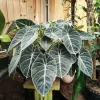 Set of 2 Black Velvet Alocasia Live Plants - Alocasia Reginula, 4-6" Tall, Compact Indoor Houseplant - Image 1