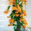 Set of 2 California Gold Bougainvillea Live Plants – 4" Tall Yellow Flowering Vine - Image 1