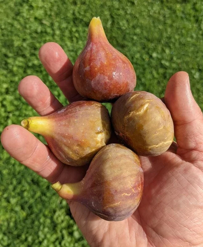 Set of 2 Celeste Fig Live Plants (Ficus carica) – 4-6" Tall – Edible Fruit Tree – Outdoor Set of 2 Celeste Fig Live Plants (Ficus carica) – 4-6" Tall – Edible Fruit Tree – Outdoor - Image 2