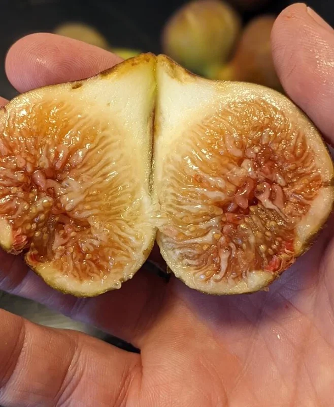 Set of 2 Celeste Fig Live Plants (Ficus carica) – 4-6" Tall – Edible Fruit Tree – Outdoor Set of 2 Celeste Fig Live Plants (Ficus carica) – 4-6" Tall – Edible Fruit Tree – Outdoor - Image 3