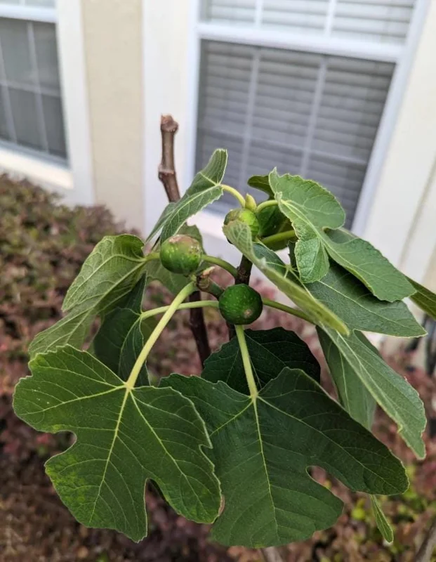 Set of 2 Celeste Fig Live Plants (Ficus carica) – 4-6" Tall – Edible Fruit Tree – Outdoor Set of 2 Celeste Fig Live Plants (Ficus carica) – 4-6" Tall – Edible Fruit Tree – Outdoor - Image 4