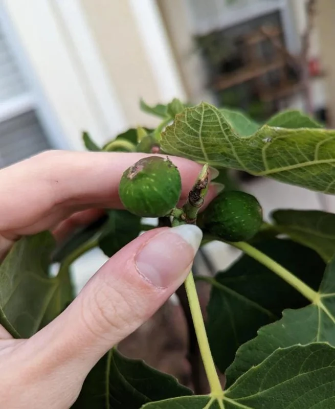 Set of 2 Celeste Fig Live Plants (Ficus carica) – 4-6" Tall – Edible Fruit Tree – Outdoor Set of 2 Celeste Fig Live Plants (Ficus carica) – 4-6" Tall – Edible Fruit Tree – Outdoor - Image 5