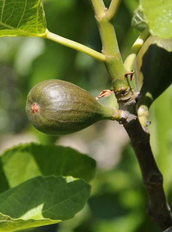 Set of 2 Celeste Fig Live Plants (Ficus carica) – 4-6" Tall – Edible Fruit Tree – Outdoor Set of 2 Celeste Fig Live Plants (Ficus carica) – 4-6" Tall – Edible Fruit Tree – Outdoor - Image 6