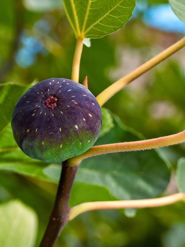 Set of 2 Celeste Fig Live Plants (Ficus carica) – 4-6" Tall – Edible Fruit Tree – Outdoor Set of 2 Celeste Fig Live Plants (Ficus carica) – 4-6" Tall – Edible Fruit Tree – Outdoor - Image 7