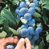 Set of 2 Chandler Blueberry Live Plants - 4-6" Tall, Edible Fruit, Outdoor - Image 1