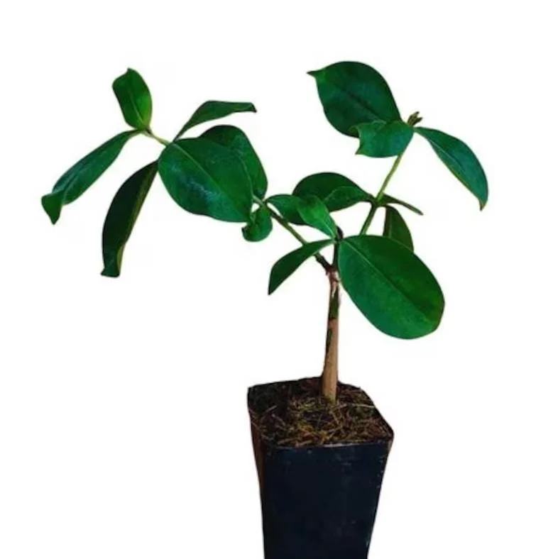 Set of 2 Cherries Jubilee Allamanda Live Plants - 5-7 Inch Tall, Tropical Purple Blooms Set of 2 Cherries Jubilee Allamanda Live Plants - 5-7 Inch Tall, Tropical Purple Blooms - Image 3