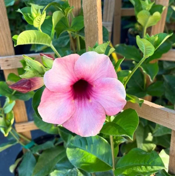 Set of 2 Cherries Jubilee Allamanda Live Plants - 5-7 Inch Tall, Tropical Purple Blooms Set of 2 Cherries Jubilee Allamanda Live Plants - 5-7 Inch Tall, Tropical Purple Blooms - Image 4