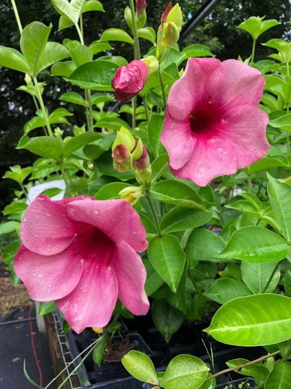 Set of 2 Cherries Jubilee Allamanda Live Plants - 5-7 Inch Tall, Tropical Purple Blooms Set of 2 Cherries Jubilee Allamanda Live Plants - 5-7 Inch Tall, Tropical Purple Blooms - Image 5