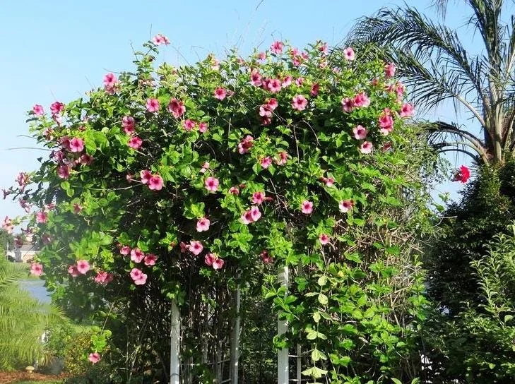 Set of 2 Cherries Jubilee Allamanda Live Plants - 5-7 Inch Tall, Tropical Purple Blooms Set of 2 Cherries Jubilee Allamanda Live Plants - 5-7 Inch Tall, Tropical Purple Blooms - Image 6