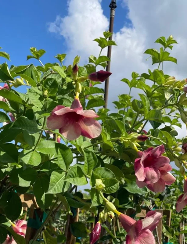 Set of 2 Cherries Jubilee Allamanda Live Plants - 5-7 Inch Tall, Tropical Purple Blooms Set of 2 Cherries Jubilee Allamanda Live Plants - 5-7 Inch Tall, Tropical Purple Blooms - Image 7