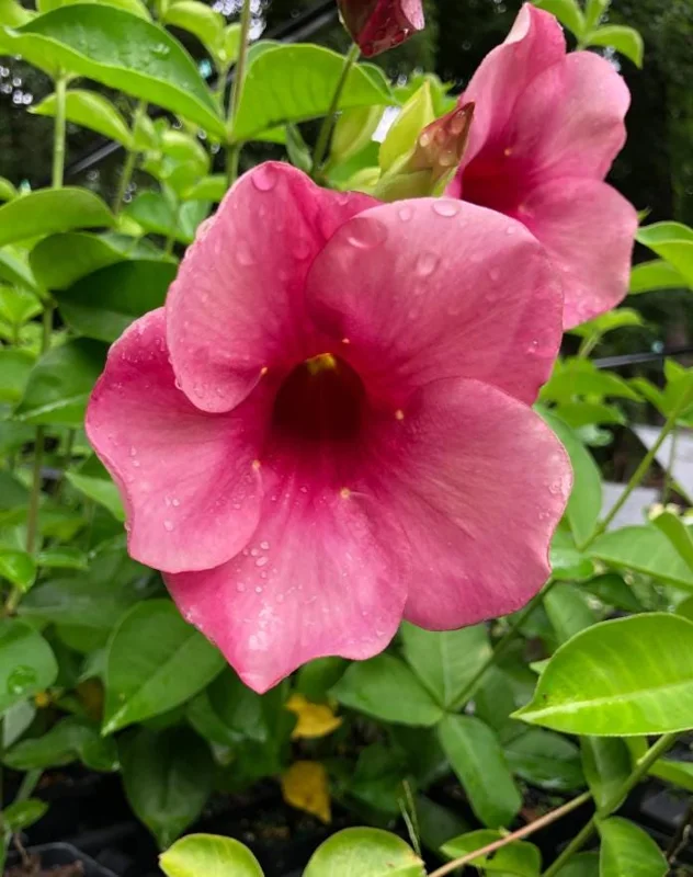 Set of 2 Cherries Jubilee Allamanda Live Plants - 5-7 Inch Tall, Tropical Purple Blooms Set of 2 Cherries Jubilee Allamanda Live Plants - 5-7 Inch Tall, Tropical Purple Blooms - Image 8