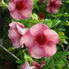 Set of 2 Cherries Jubilee Allamanda Live Plants - 5-7 Inch Tall, Tropical Purple Blooms - Image 1