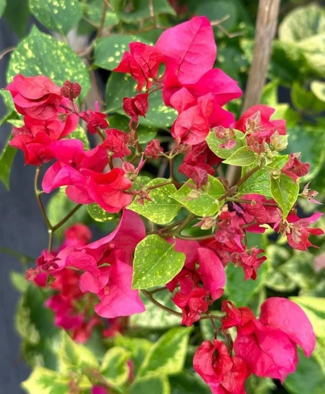 Set of 2 Double Red Bougainvillea Live Plants - 4-6" Tall Tropical Climber Set of 2 Double Red Bougainvillea Live Plants - 4-6" Tall Tropical Climber - Image 2
