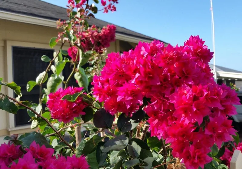 Set of 2 Double Red Bougainvillea Live Plants - 4-6" Tall Tropical Climber Set of 2 Double Red Bougainvillea Live Plants - 4-6" Tall Tropical Climber - Image 1