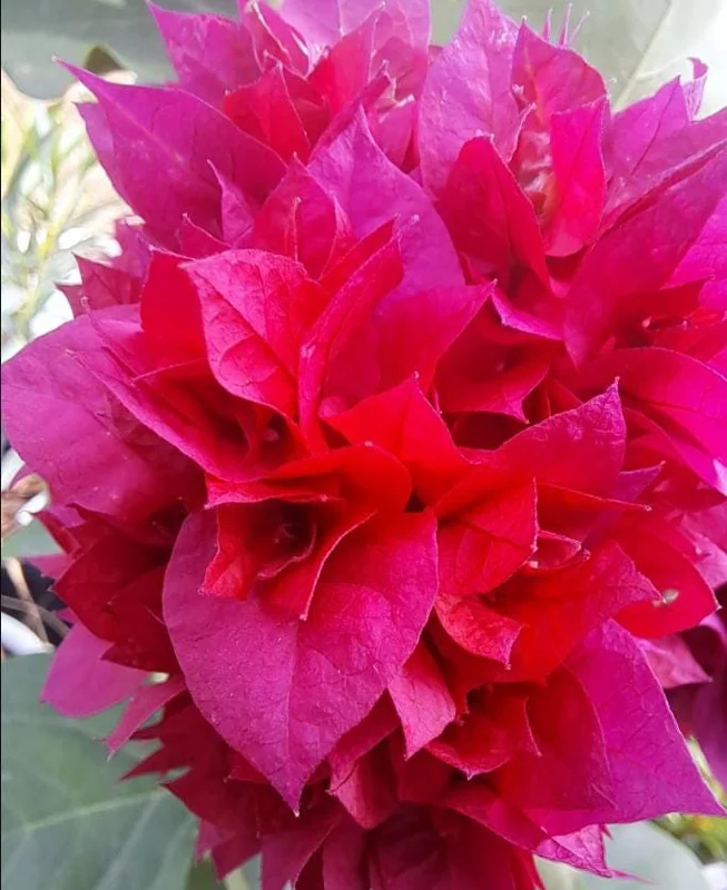 Set of 2 Double Red Bougainvillea Live Plants - 4-6" Tall Tropical Climber Set of 2 Double Red Bougainvillea Live Plants - 4-6" Tall Tropical Climber - Image 4