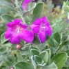 Set of 2 Dwarf Texas Sage Live Plants (Leucophyllum) – 4-8” Tall – Outdoor Shrub Set of 2 Dwarf Texas Sage Live Plants (Leucophyllum) – 4-8” Tall – Outdoor Shrub - Image 1