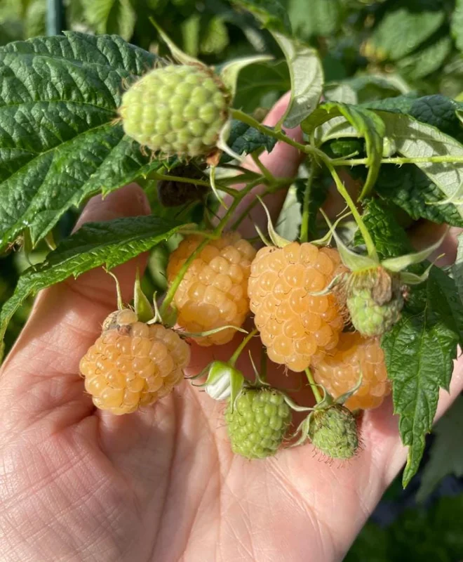 Set of 2 Fall Gold Raspberry Live Plants – 4-6" Tall – Sweet Yellow Edible Fruit – Outdoor - Image 2