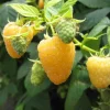 Set of 2 Fall Gold Raspberry Live Plants – 4-6" Tall – Sweet Yellow Edible Fruit – Outdoor - Image 1