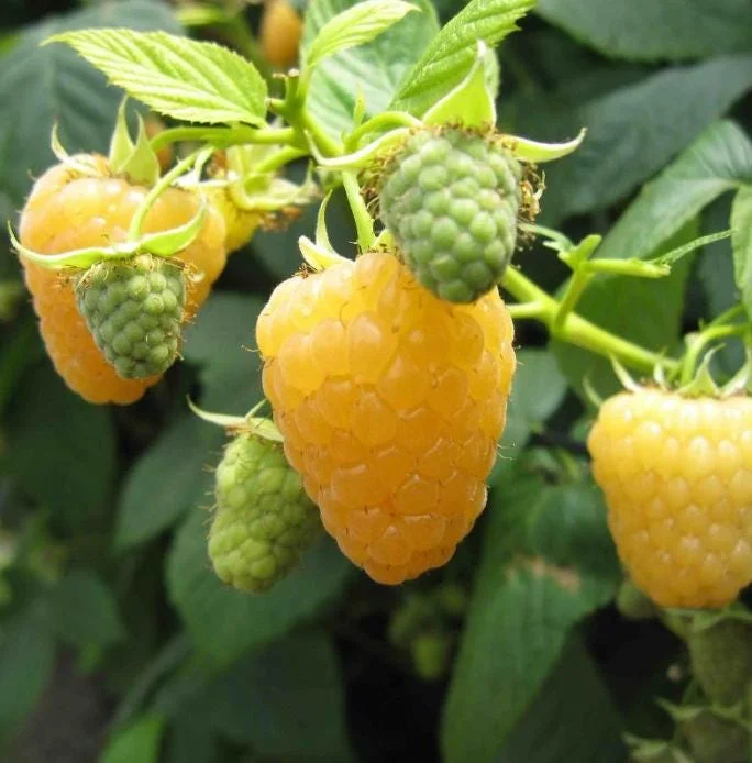 Home Set of 2 Fall Gold Raspberry Live Plants – 4-6" Tall – Sweet Yellow Edible Fruit – Outdoor - Image 1