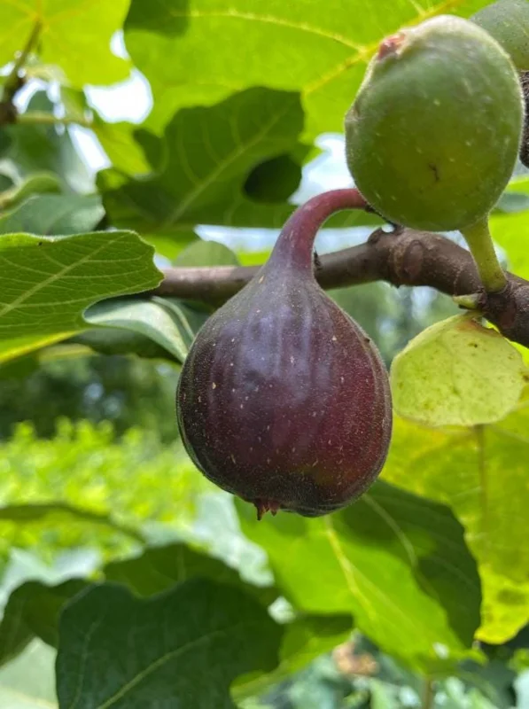 Set of 2 Fignomenal Fig Live Plants – 4-6” Tall – Edible Fruit Tree for Containers - Image 2