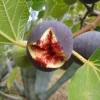 Set of 2 Fignomenal Fig Live Plants – 4-6” Tall – Edible Fruit Tree for Containers - Image 1