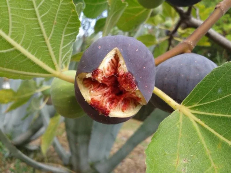 Home Set of 2 Fignomenal Fig Live Plants – 4-6” Tall – Edible Fruit Tree for Containers - Image 1