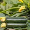 Set of 2 Green Zucchini Live Plants – 4 Inch Pots – Summer Vegetable Starters - Image 1