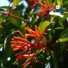 Set of 2 Hamelia Mexican Firebush Live Plants - 4-6" Tall Shrub - Attracts Butterflies & Hummingbirds - Image 1