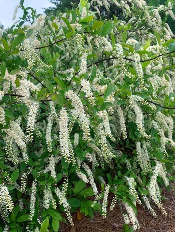 Set of 2 Henry's Garnet Itea Virginica Live Plants - Sweetspire Shrub - 6-12" Tall - 4" Pot Set of 2 Henry's Garnet Itea Virginica Live Plants - Sweetspire Shrub - 6-12" Tall - 4" Pot - Image 2