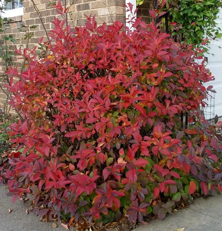 Set of 2 Henry's Garnet Itea Virginica Live Plants - Sweetspire Shrub - 6-12" Tall - 4" Pot Set of 2 Henry's Garnet Itea Virginica Live Plants - Sweetspire Shrub - 6-12" Tall - 4" Pot - Image 3