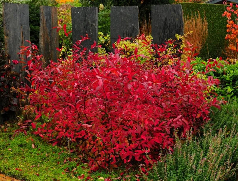 Set of 2 Henry's Garnet Itea Virginica Live Plants - Sweetspire Shrub - 6-12" Tall - 4" Pot Set of 2 Henry's Garnet Itea Virginica Live Plants - Sweetspire Shrub - 6-12" Tall - 4" Pot - Image 1