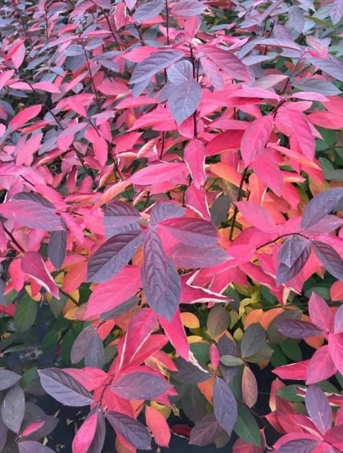 Set of 2 Henry's Garnet Itea Virginica Live Plants - Sweetspire Shrub - 6-12" Tall - 4" Pot Set of 2 Henry's Garnet Itea Virginica Live Plants - Sweetspire Shrub - 6-12" Tall - 4" Pot - Image 4