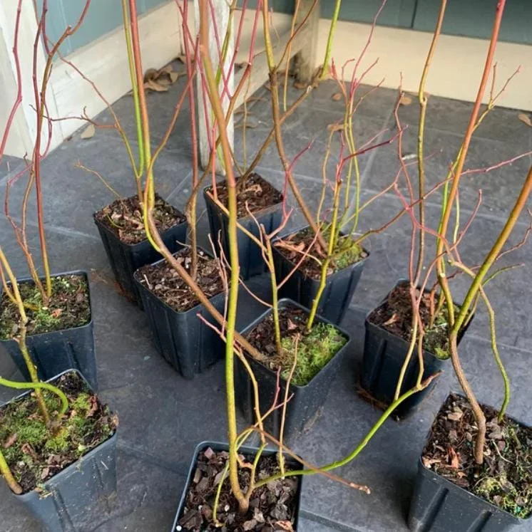 Set of 2 Henry's Garnet Itea Virginica Live Plants - Sweetspire Shrub - 6-12" Tall - 4" Pot Set of 2 Henry's Garnet Itea Virginica Live Plants - Sweetspire Shrub - 6-12" Tall - 4" Pot - Image 5