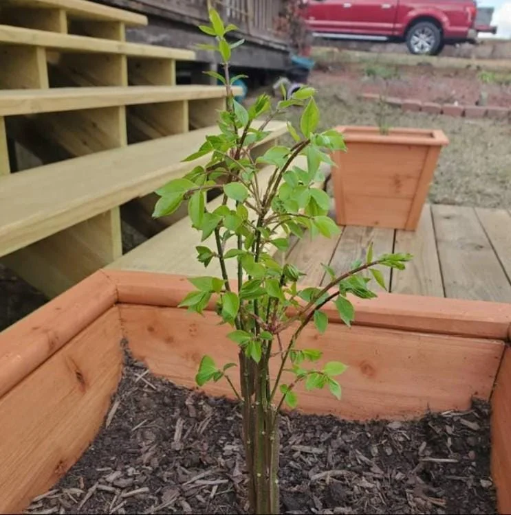 Set of 2 Henry's Garnet Itea Virginica Live Plants - Sweetspire Shrub - 6-12" Tall - 4" Pot Set of 2 Henry's Garnet Itea Virginica Live Plants - Sweetspire Shrub - 6-12" Tall - 4" Pot - Image 7